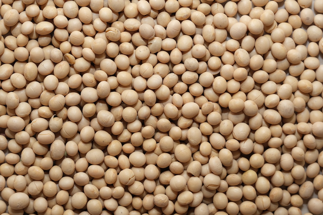 soy bean, vegan, healthy-4994576.jpg